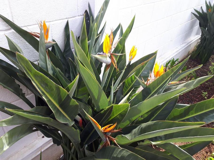 Apartamento Tranquilo En Una Casa Con Jardin La Laguna  Eksteriør billede