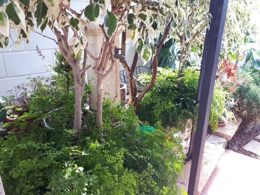 Apartamento Tranquilo En Una Casa Con Jardin La Laguna  Eksteriør billede